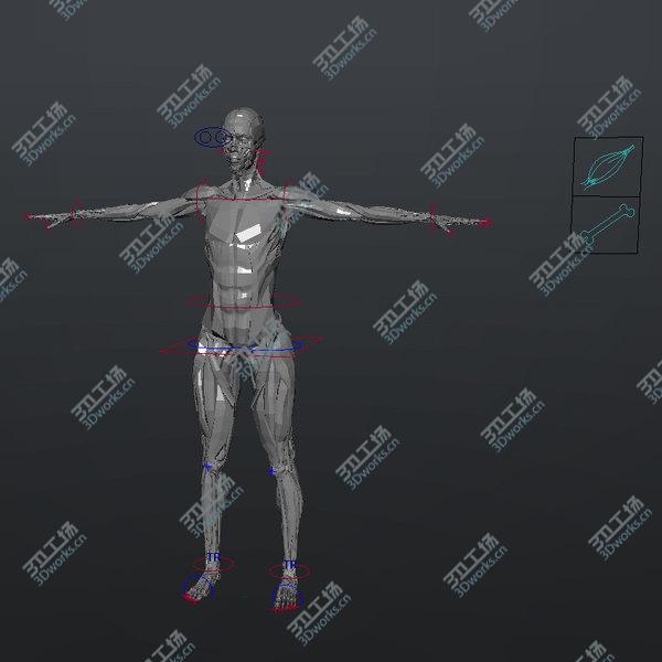 images/goods_img/20210312/3D MAYA RIGGED Female Body, Muscular & Skeletal Systems Anatomy 3D Model/4.jpg